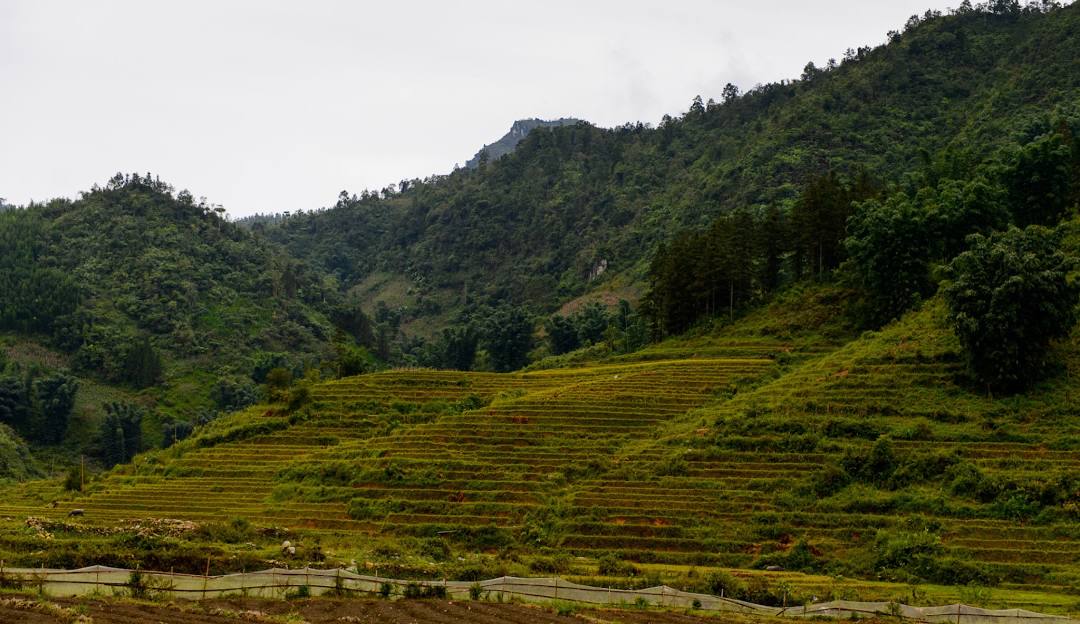 Half-Day Sapa Cultural Tour